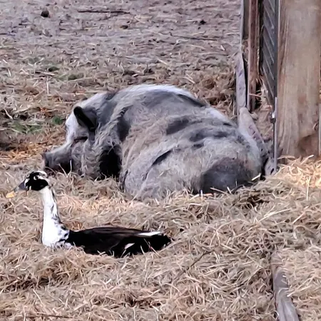 Gnaden -und Saale Wittgenstein Schorstedt