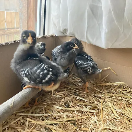 Gnaden -und Saale Wittgenstein 公寓 *