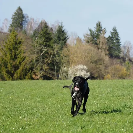 Gnaden -und Saale Wittgenstein 公寓 *