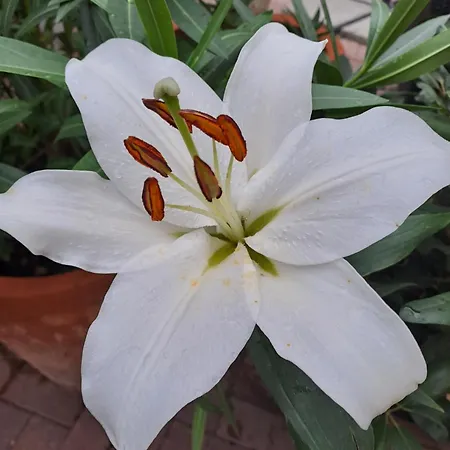 公寓 Gnaden -und Saale Wittgenstein Schorstedt