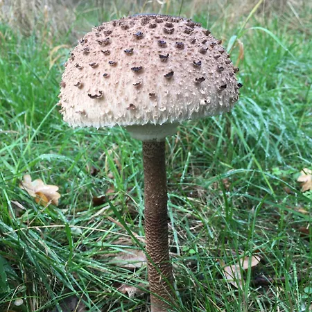 公寓 Gnaden -und Saale Wittgenstein *