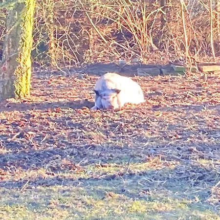 Gnaden -und Saale Wittgenstein *