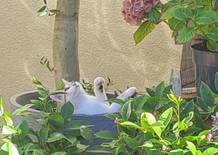 Gnaden -und Saale Wittgenstein