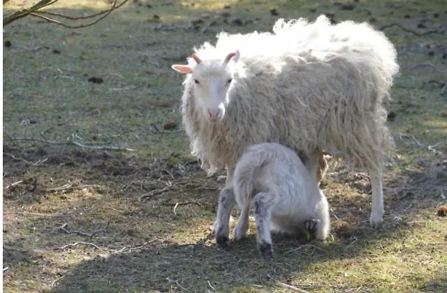 Gnaden -und Saale Wittgenstein Apartment Schorstedt