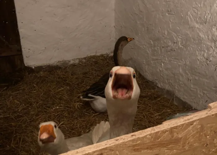 Gnaden -und Saale Wittgenstein * Schorstedt