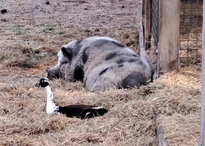 Gnaden -und Saale Wittgenstein Schorstedt