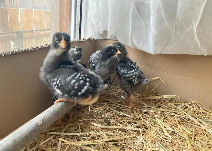 Gnaden -und Saale Wittgenstein Apartment *