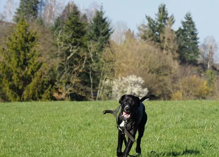 Gnaden -und Saale Wittgenstein Apartment *
