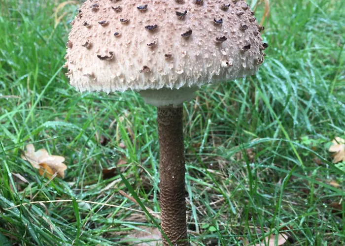 Apartment Gnaden -und Saale Wittgenstein *