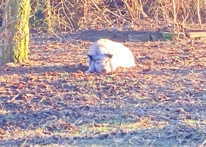 Gnaden -und Saale Wittgenstein *