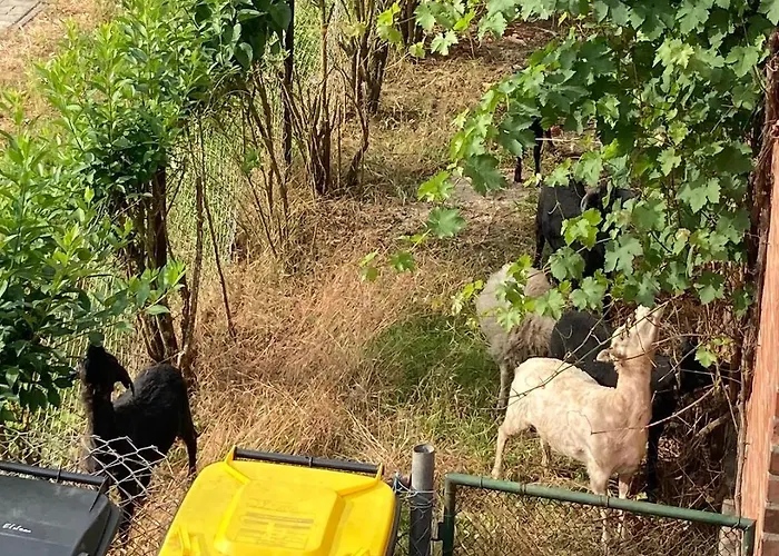 Gnaden -und Saale Wittgenstein Schorstedt